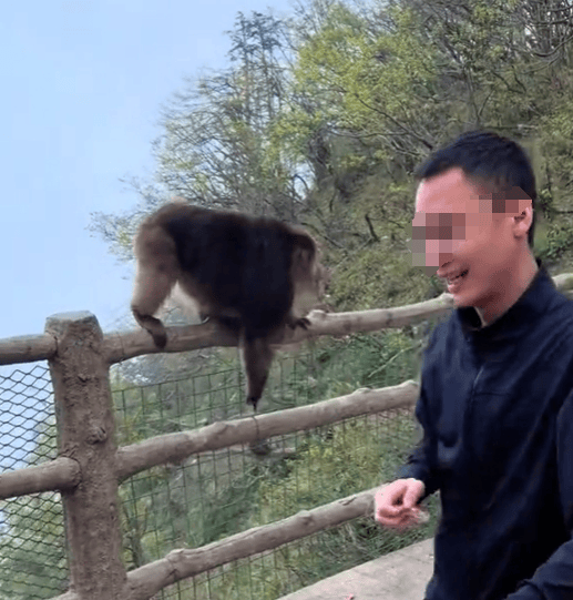 猛推峨眉山猴子的男子已致歉,三年内禁止进入景区!猴子没事